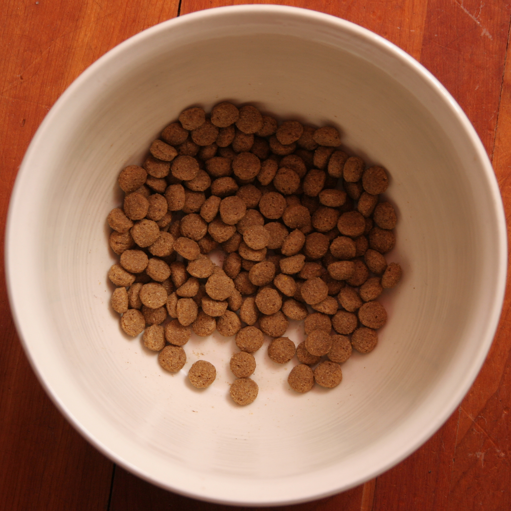 Bowl of dry dog food kibble ready for feeding