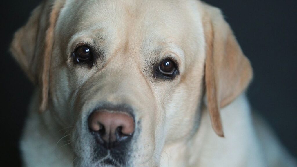 Labrador waiting hopefully by a kitchen bench in an Australian home during winter