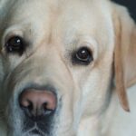Labrador waiting hopefully by a kitchen bench in an Australian home during winter