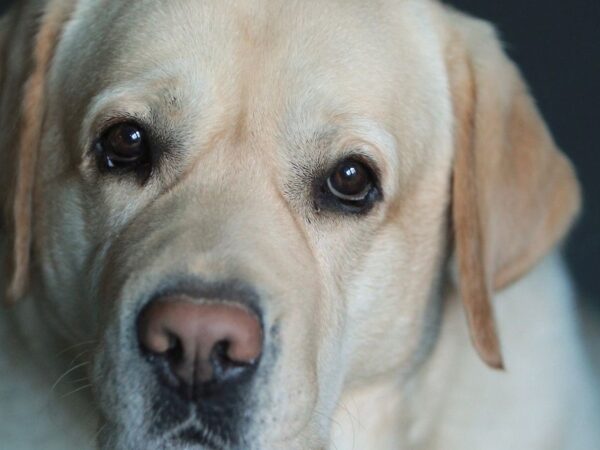 Labrador waiting hopefully by a kitchen bench in an Australian home during winter