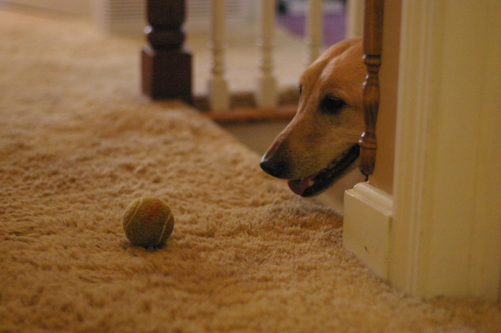 Dog playing an indoor fetch game as winter enrichment