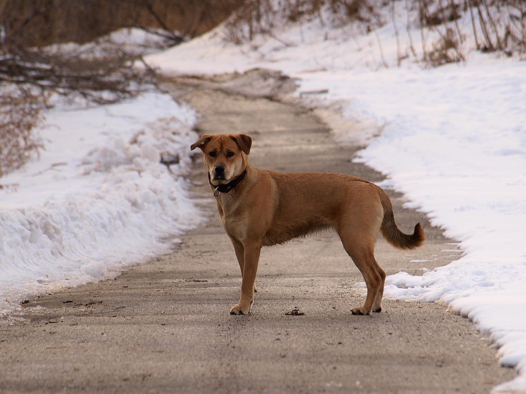 A dog on a lead walking along a snowy path with its owner in winter