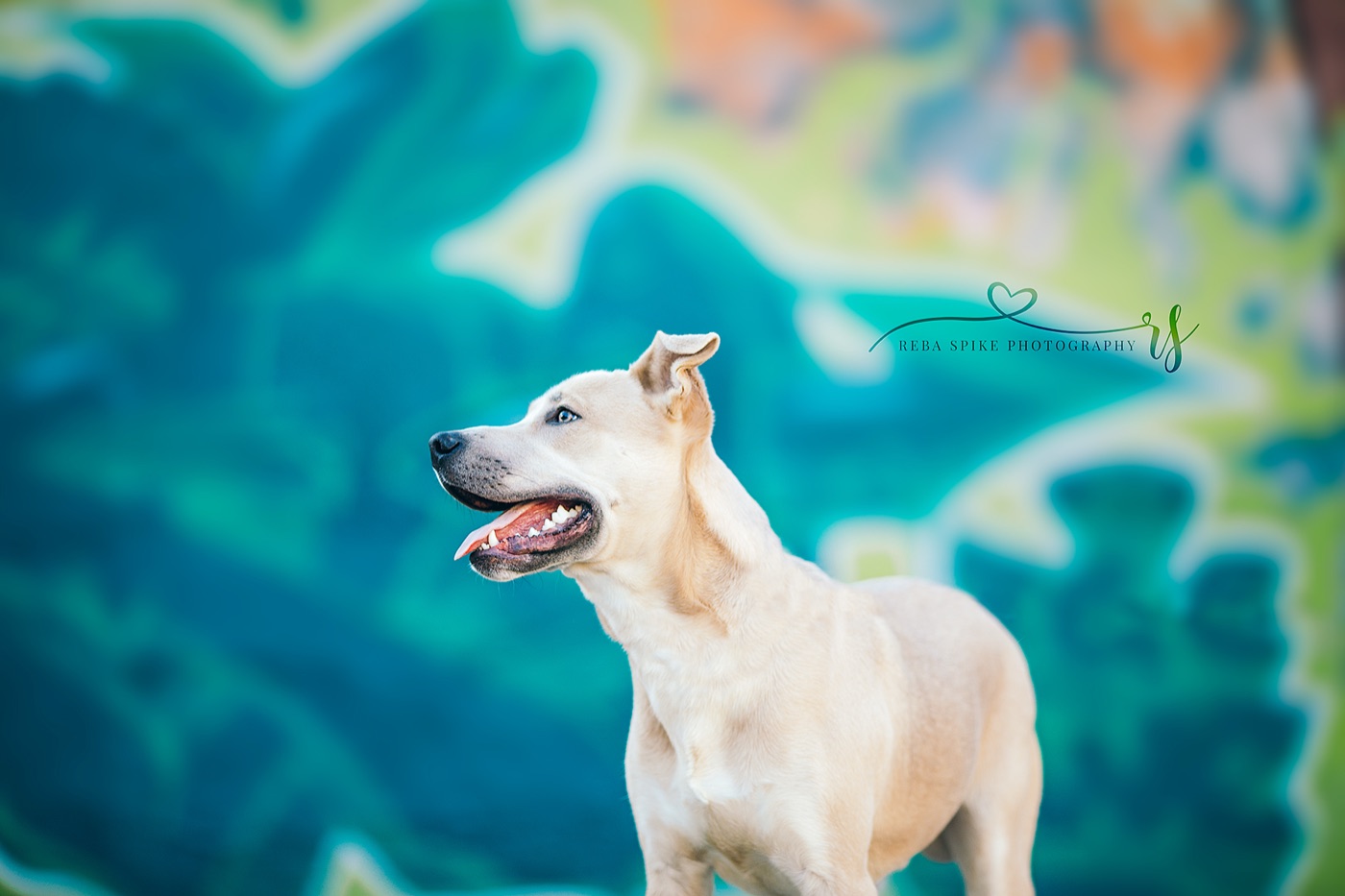 Dog looking attentively at its owner during recall training in a backyard