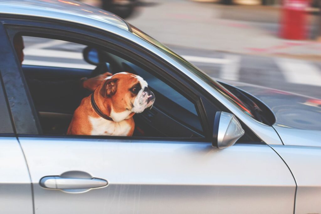 Dog resting its head out of a car window during an Australian road trip