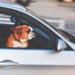 Dog resting its head out of a car window during an Australian road trip