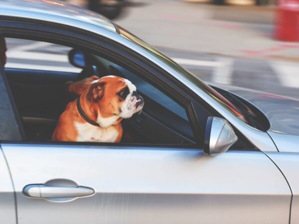 Dog resting its head out of a car window during an Australian road trip
