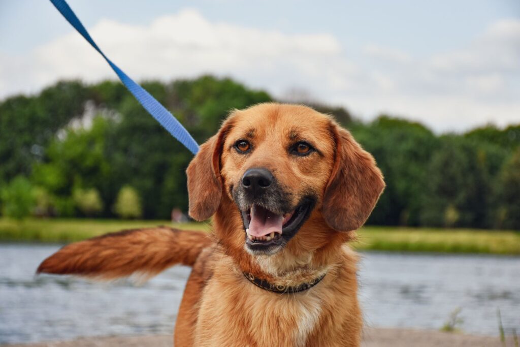 Dog on a lead walking beside bushland and water in Australia