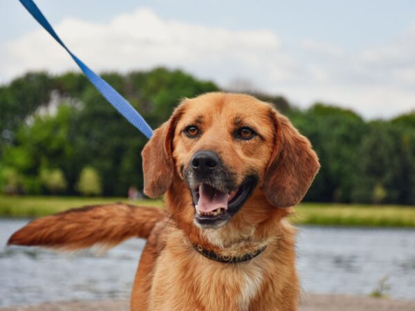 Dog on a lead walking beside bushland and water in Australia