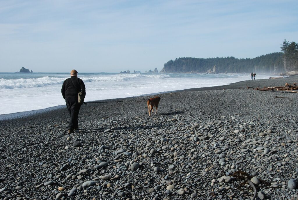 Dog walked on a lead beside water, a key leptospirosis prevention step for Australian owners