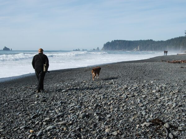 Dog walked on a lead beside water, a key leptospirosis prevention step for Australian owners