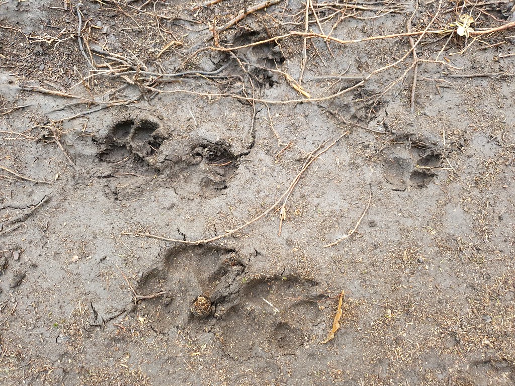 Muddy dog paw prints on a wet path during an Australian winter walk