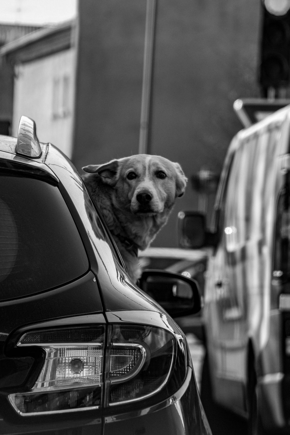 Dog secured with a seatbelt harness in the back seat of a car