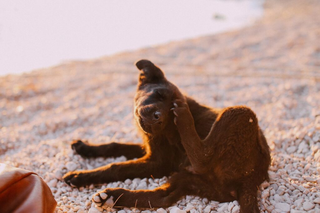 Brown dog sitting outside scratching its ear with a hind leg in warm afternoon light