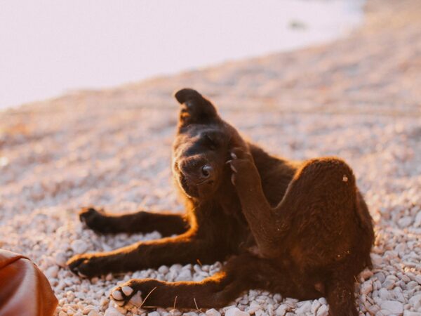 Brown dog sitting outside scratching its ear with a hind leg in warm afternoon light
