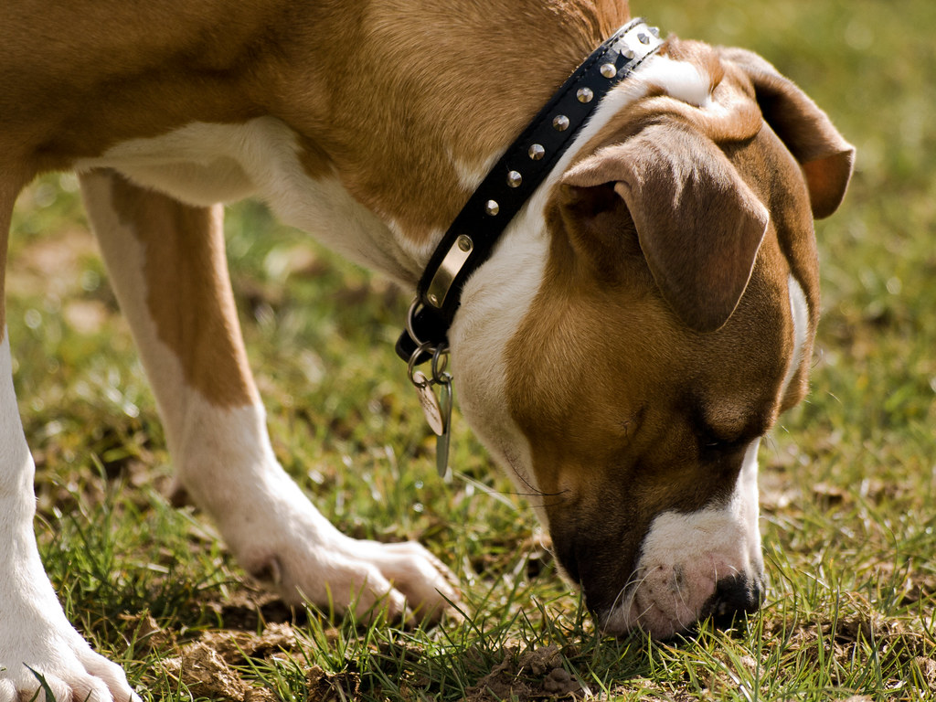 Dog sniffing damp grass in a backyard where wild mushrooms can grow after winter rain