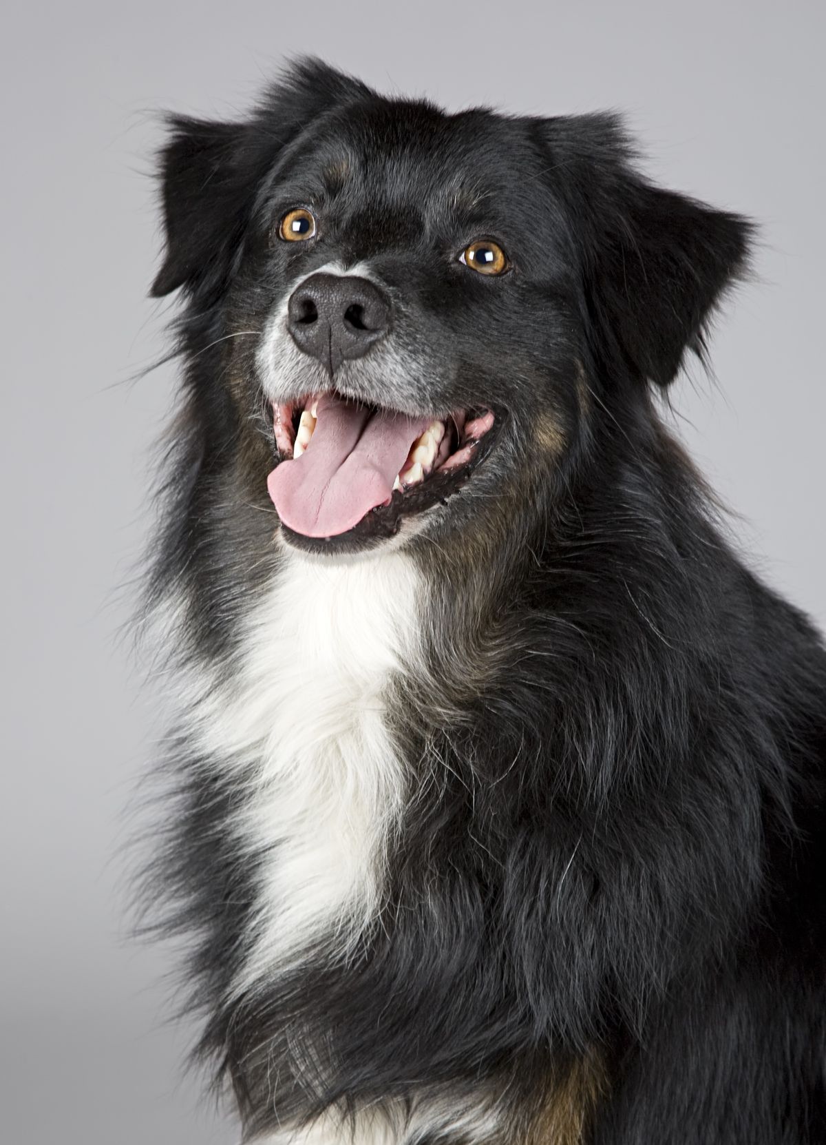 Close-up of a dog's open mouth and teeth, highlighting the risk of dental damage from chewing cooked bones