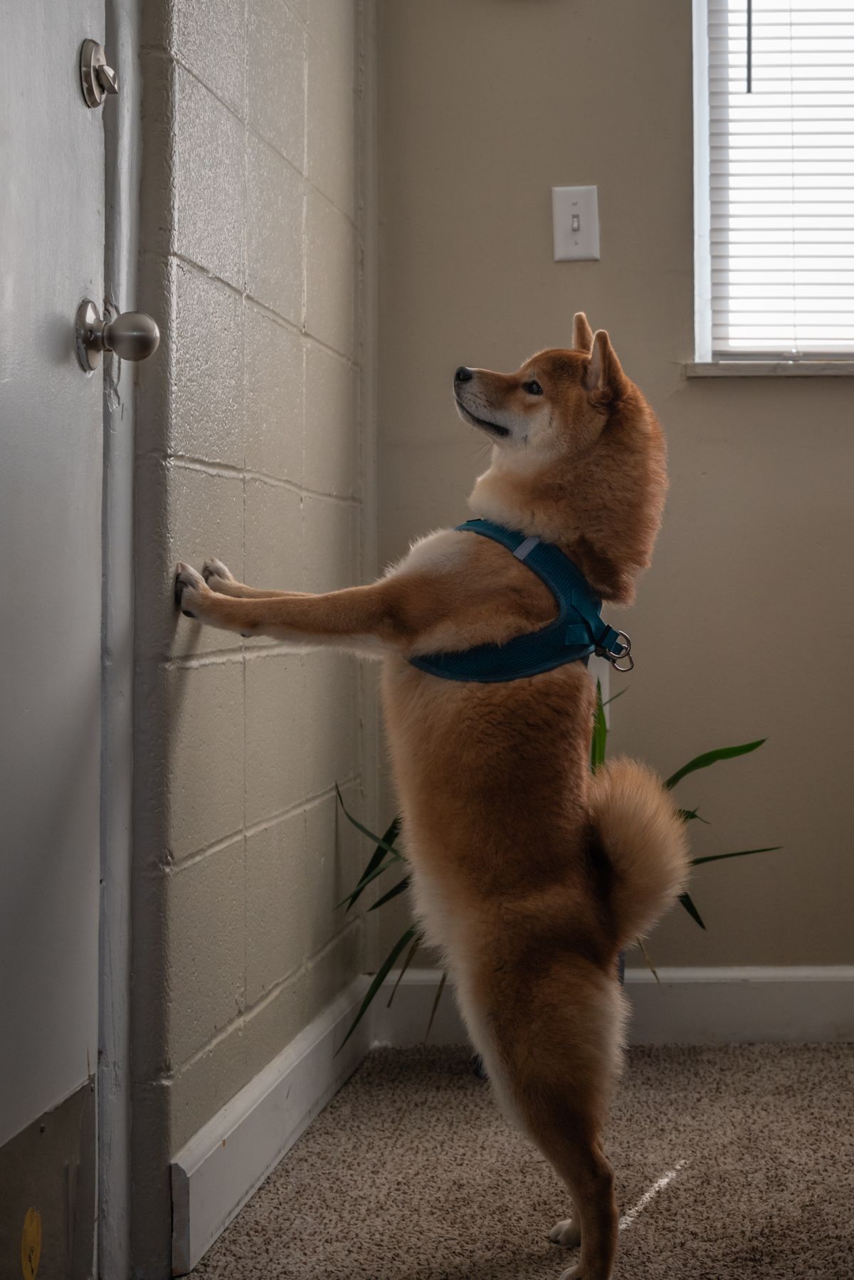 A dog waiting at the front door alone at home after its family left for the day