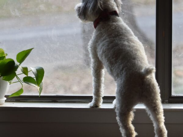 A dog waiting by a window looking out for its owner to return home
