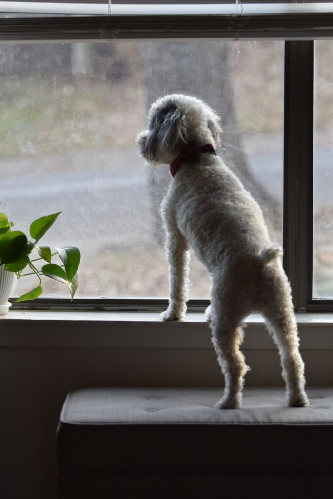 A dog waiting by a window looking out for its owner to return home