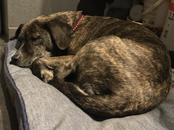 Dog curled up asleep on a warm blanket during an Australian winter