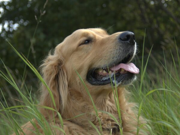 Happy healthy desexed dog sitting outdoors in green grass in Australia