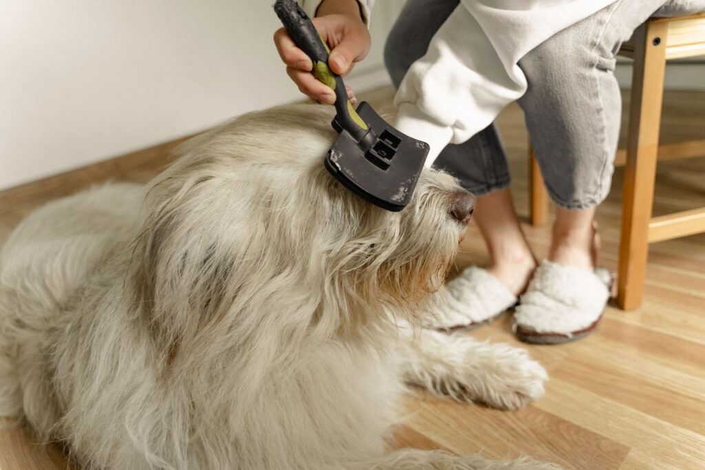 Owner gently brushing a fluffy dog indoors to ease dry winter skin