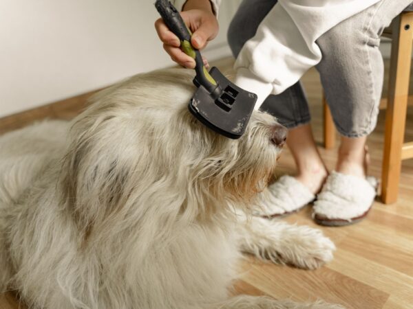 Owner gently brushing a fluffy dog indoors to ease dry winter skin