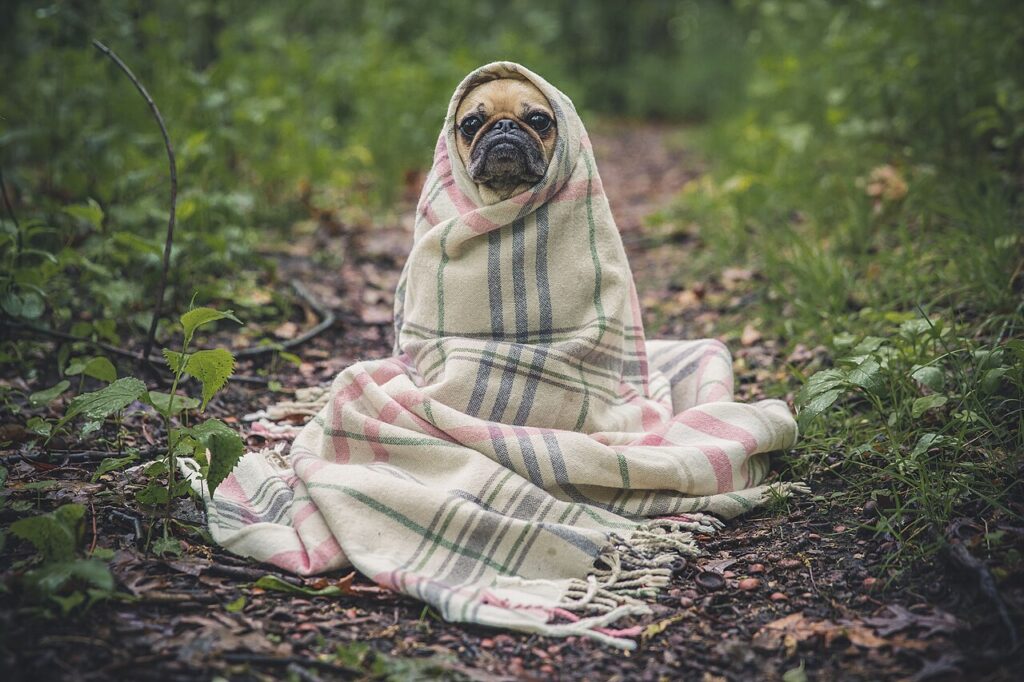 A dog wrapped snugly in a blanket to stay warm during cold winter weather