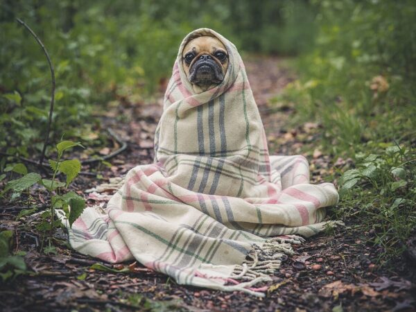 A dog wrapped snugly in a blanket to stay warm during cold winter weather