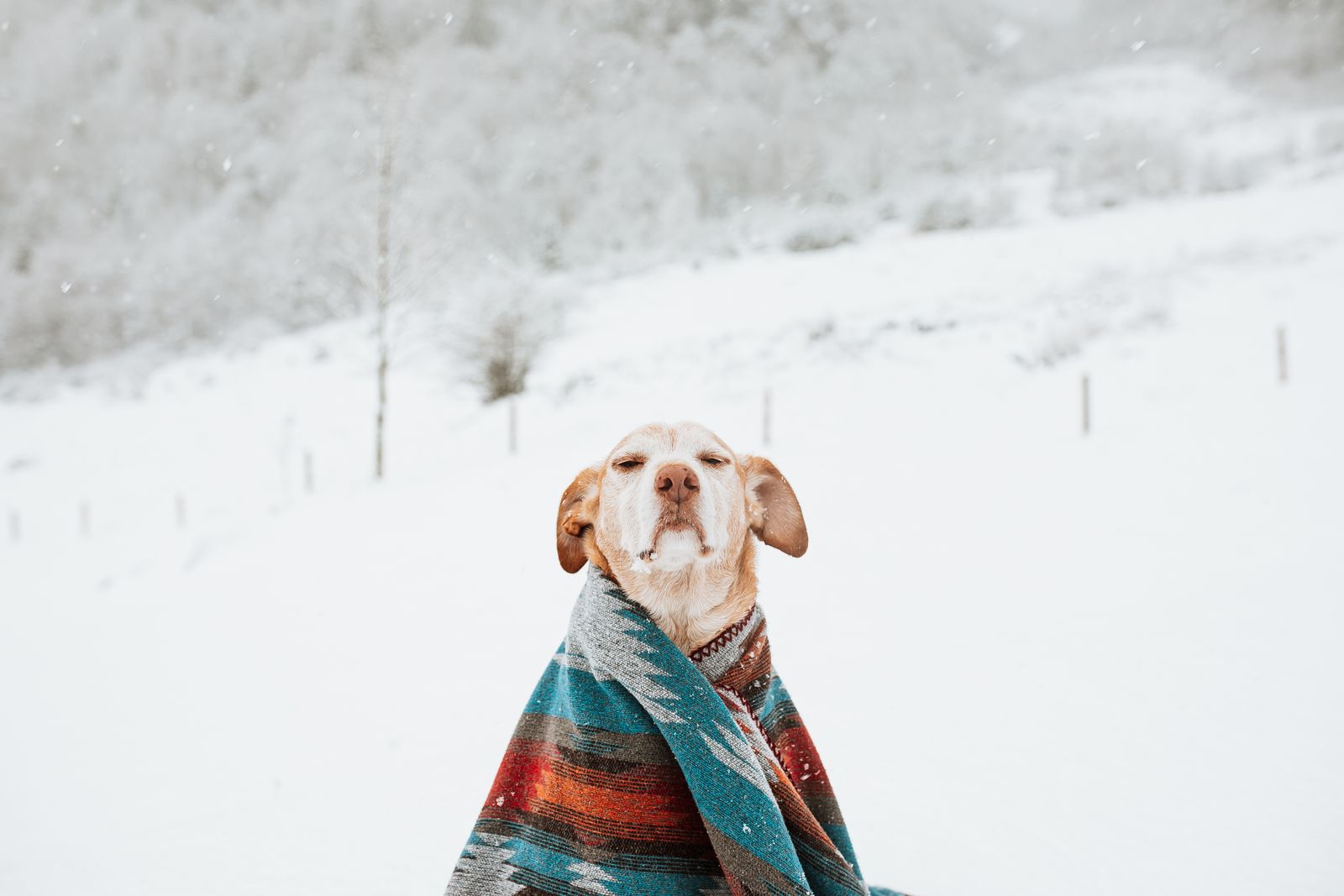 Dog wrapped in a warm blanket staying cosy indoors during an Australian winter