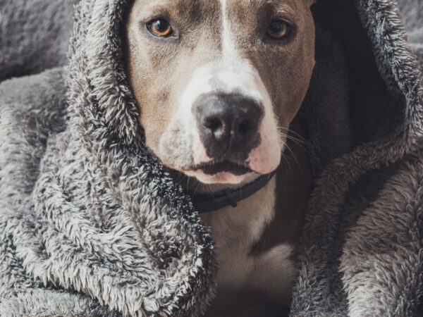 Dog wrapped snugly in a warm blanket to stay cosy during an Australian winter