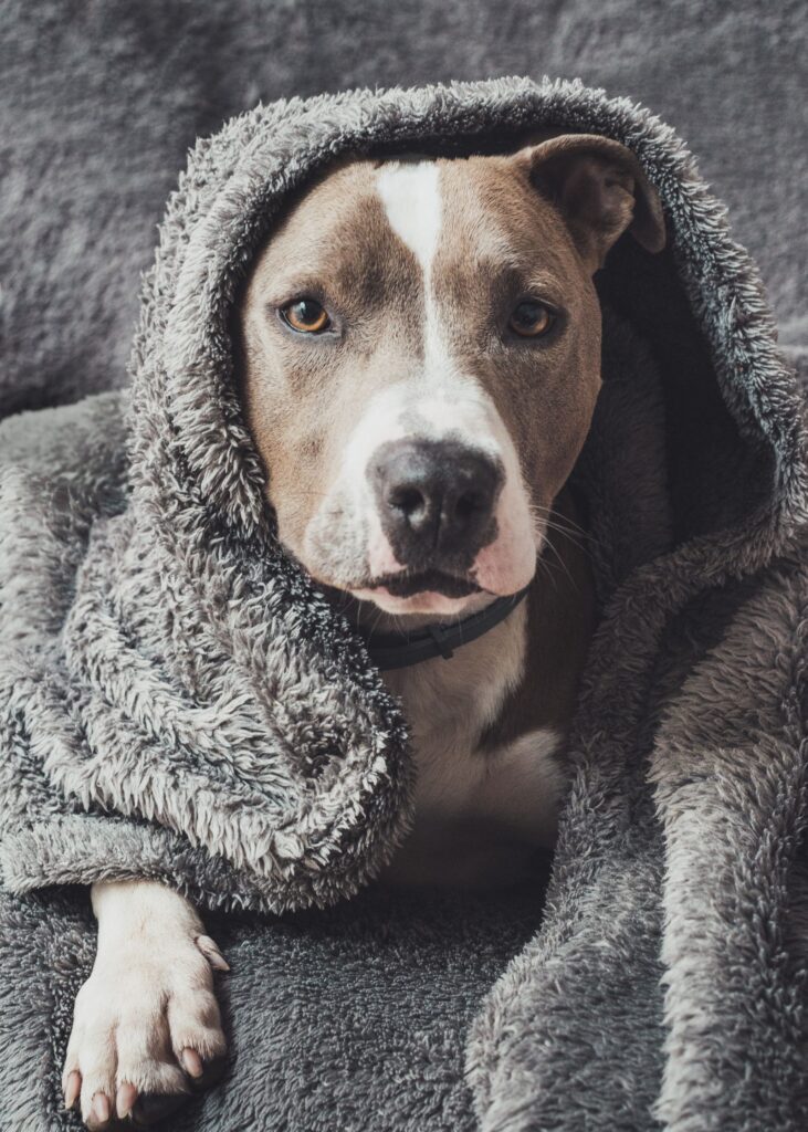 Dog wrapped snugly in a warm blanket to stay cosy during an Australian winter