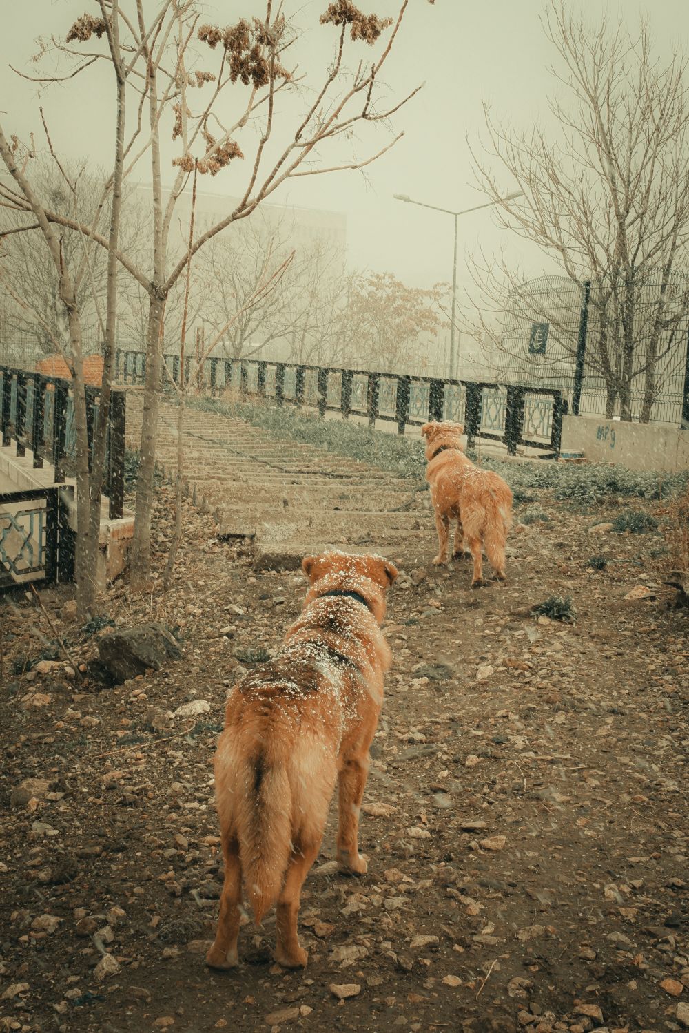 Two dogs exploring a grassy park with puddles where leptospirosis bacteria can survive in standing water