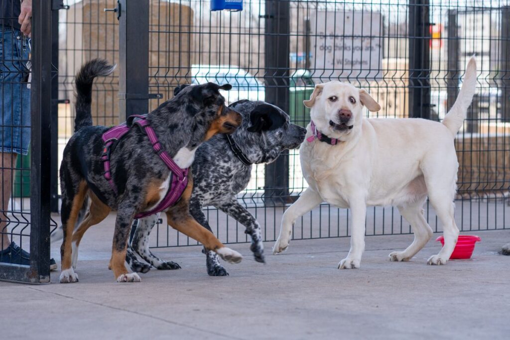 Several dogs playing together off-leash in a fenced dog daycare yard