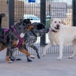 Several dogs playing together off-leash in a fenced dog daycare yard