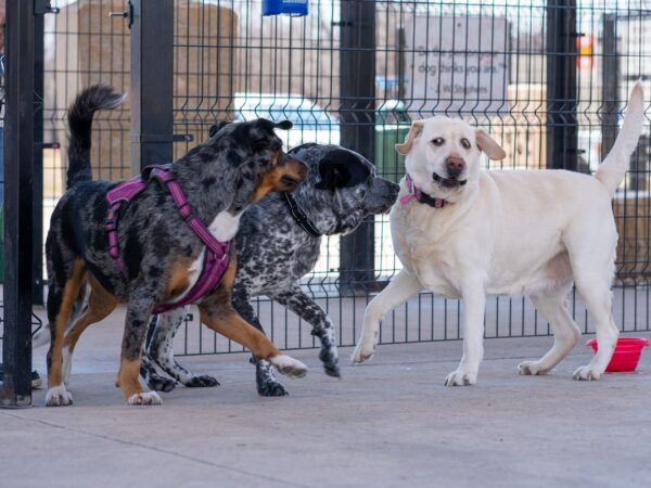 Several dogs playing together off-leash in a fenced dog daycare yard