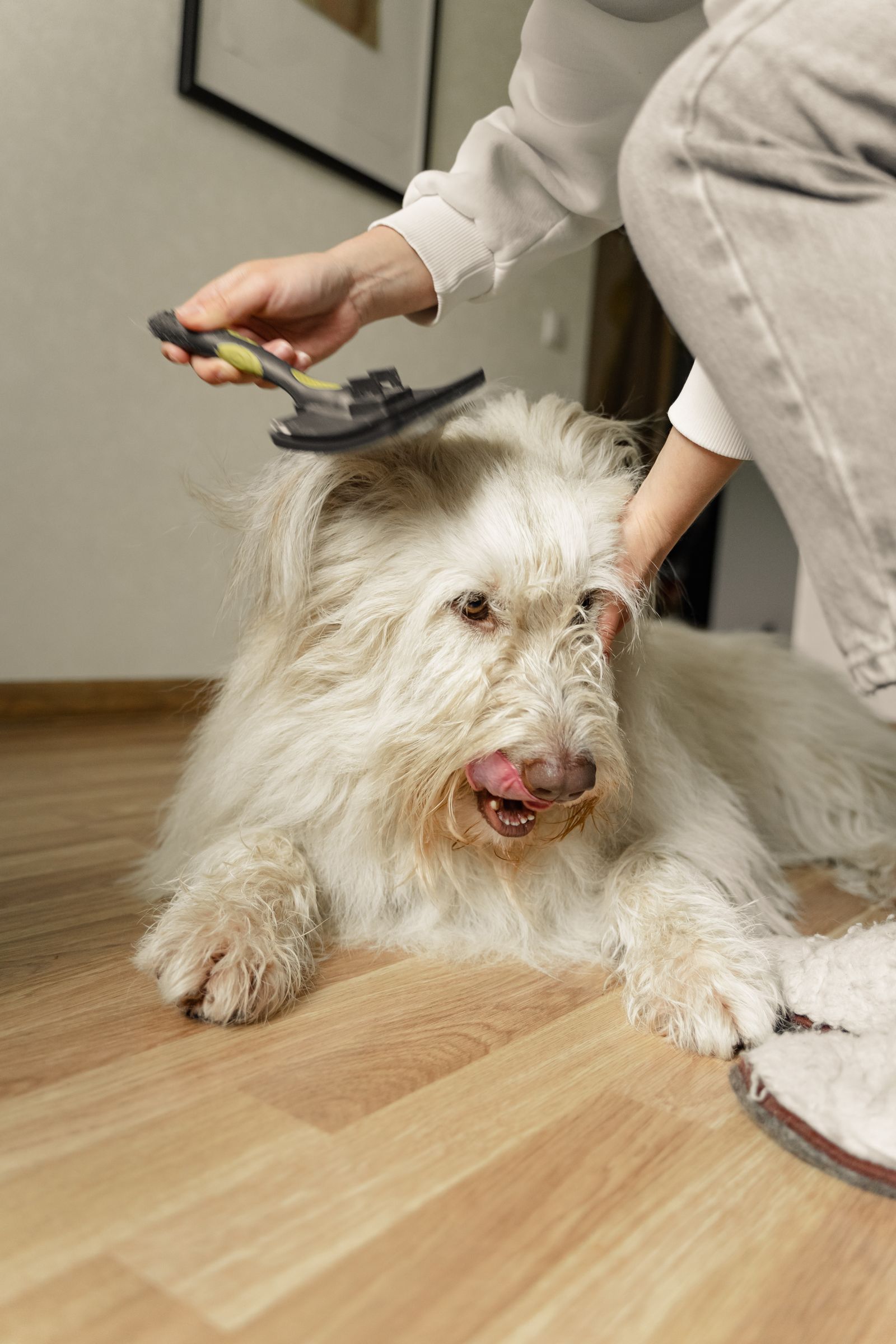 White fluffy dog being brushed on the floor to remove winter dandruff flakes