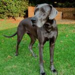 Large deep-chested Great Dane standing on grass, a breed prone to GDV bloat