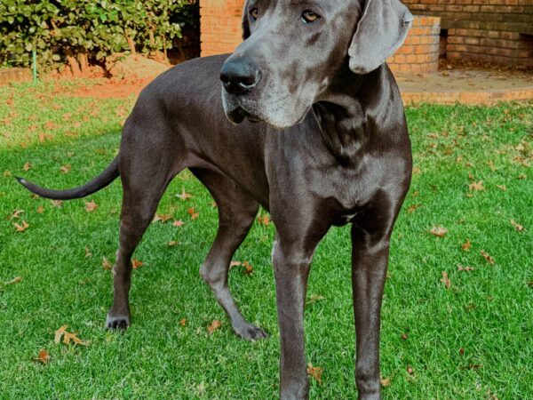 Large deep-chested Great Dane standing on grass, a breed prone to GDV bloat
