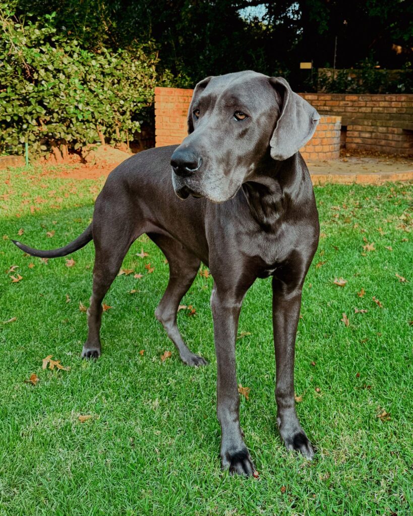 Large deep-chested Great Dane standing on grass, a breed prone to GDV bloat