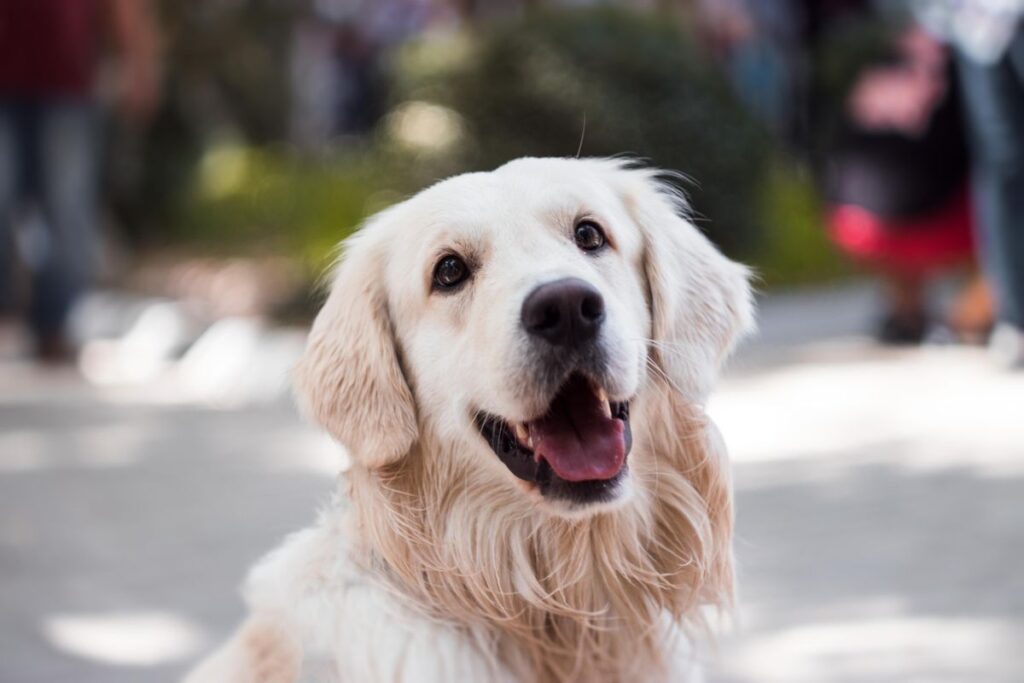 Golden retriever standing alert in an Australian backyard garden