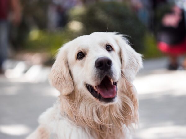 Golden retriever standing alert in an Australian backyard garden