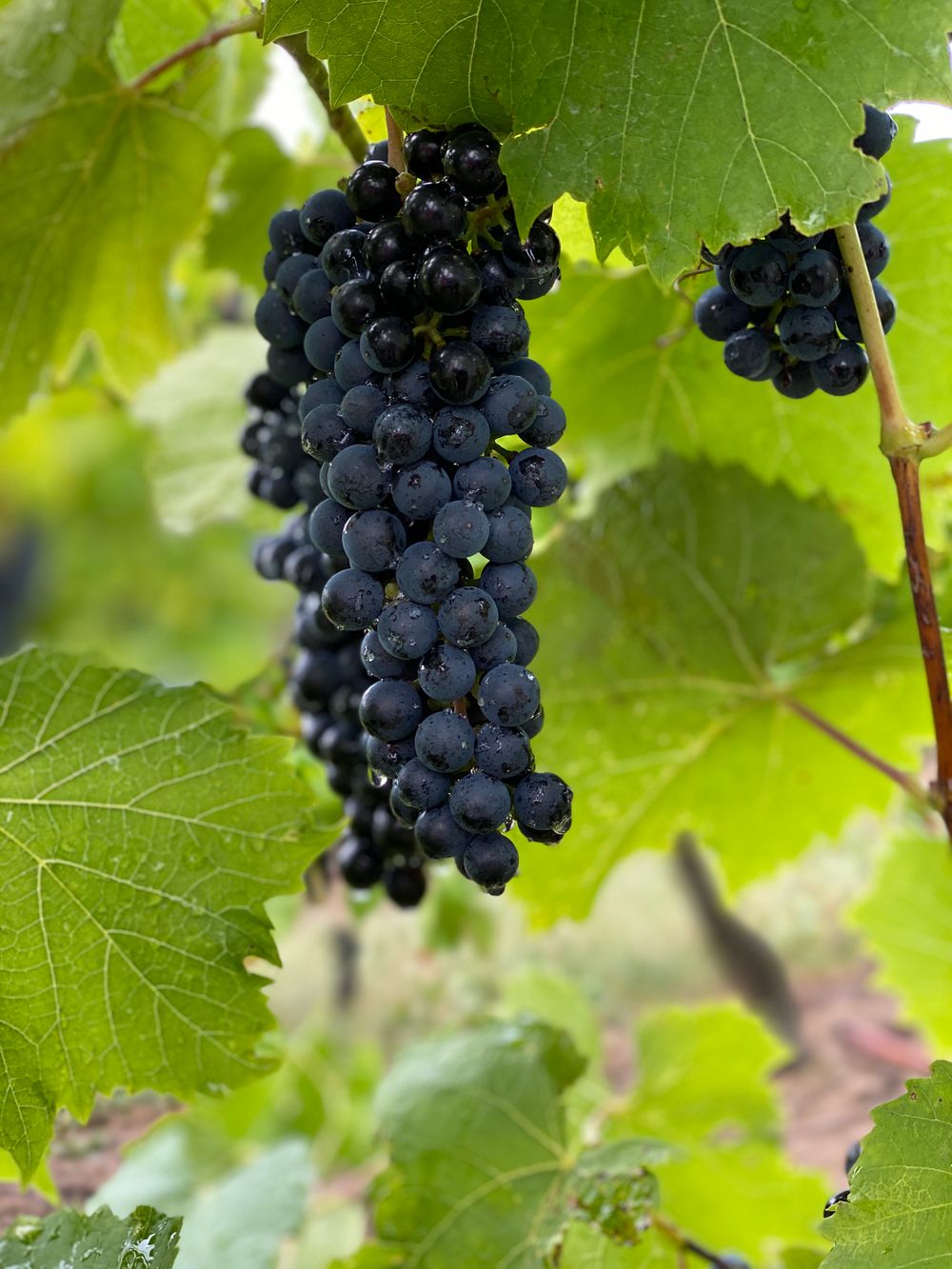 Close-up bunch of fresh grapes, which along with sultanas and raisins are toxic to dogs