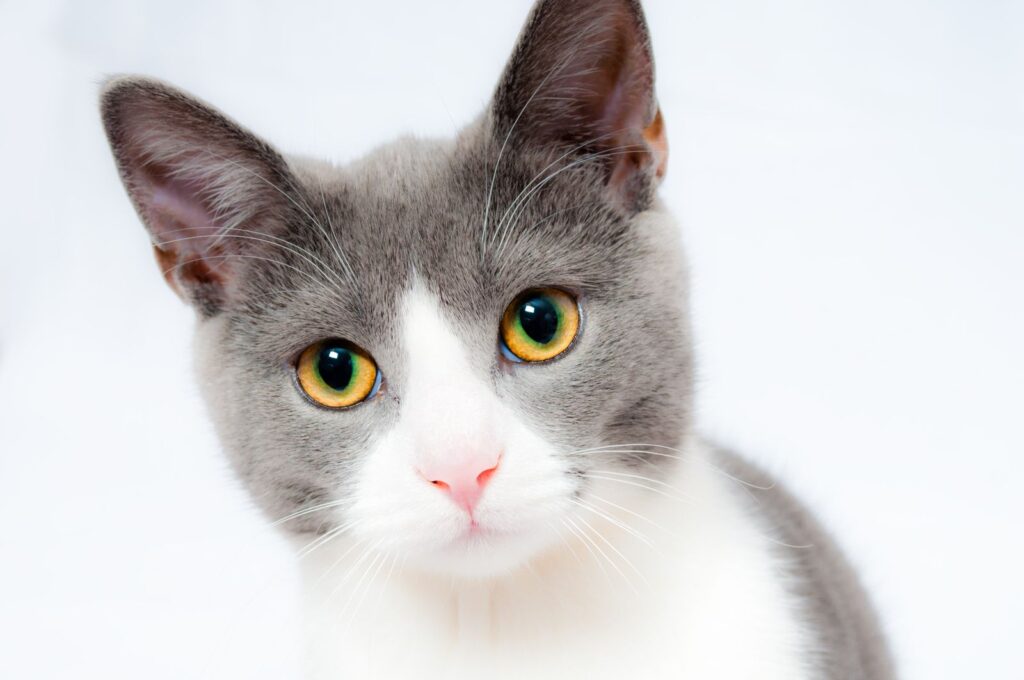 Alert grey and white domestic cat looking at the camera, representing a healthy adult cat
