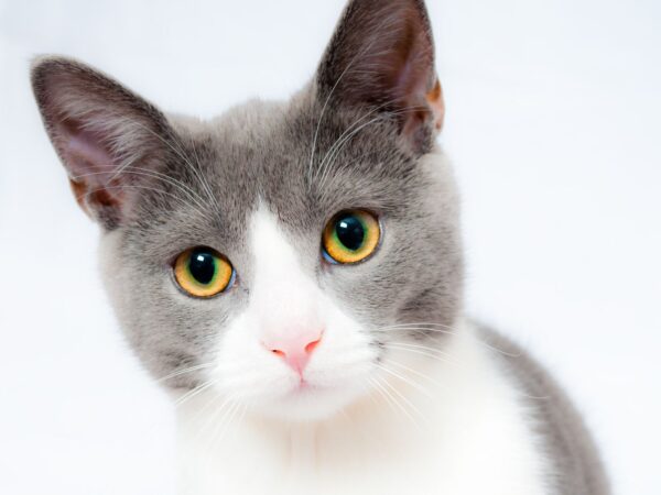 Alert grey and white domestic cat looking at the camera, representing a healthy adult cat