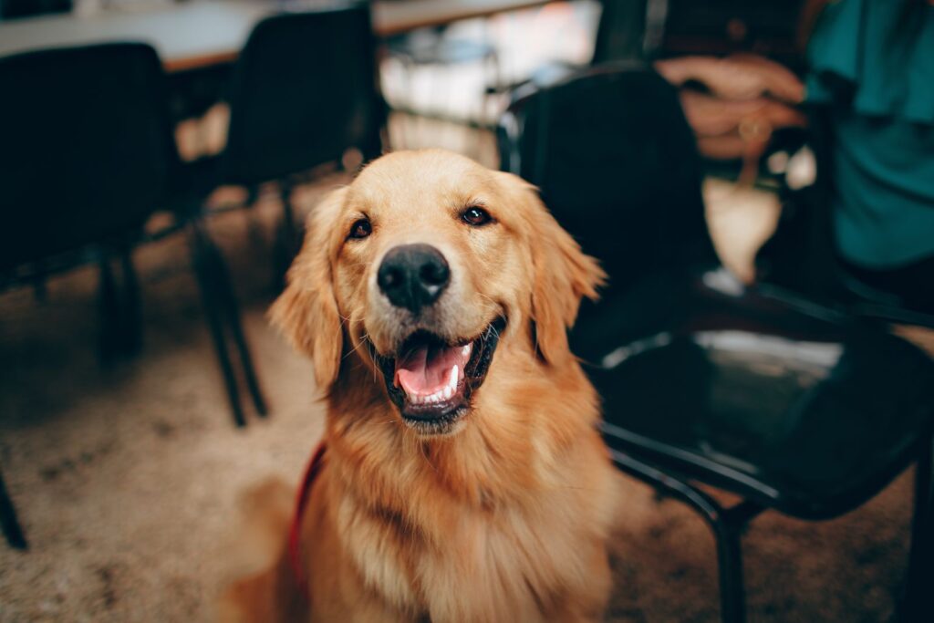 Healthy, happy golden retriever sitting alert in a bright room