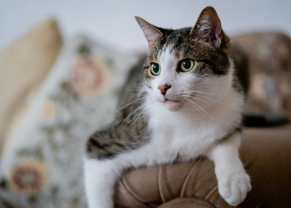 Indoor cat relaxing at home in a contained, enriched environment