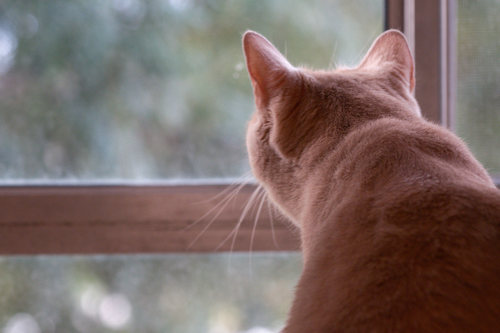 Indoor pet cat sitting safely at a window looking outside in an Australian home