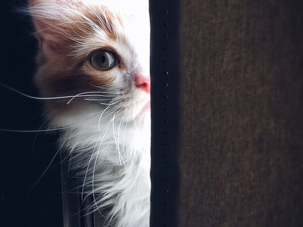 Ginger and white cat resting indoors by a bright window during an Australian winter