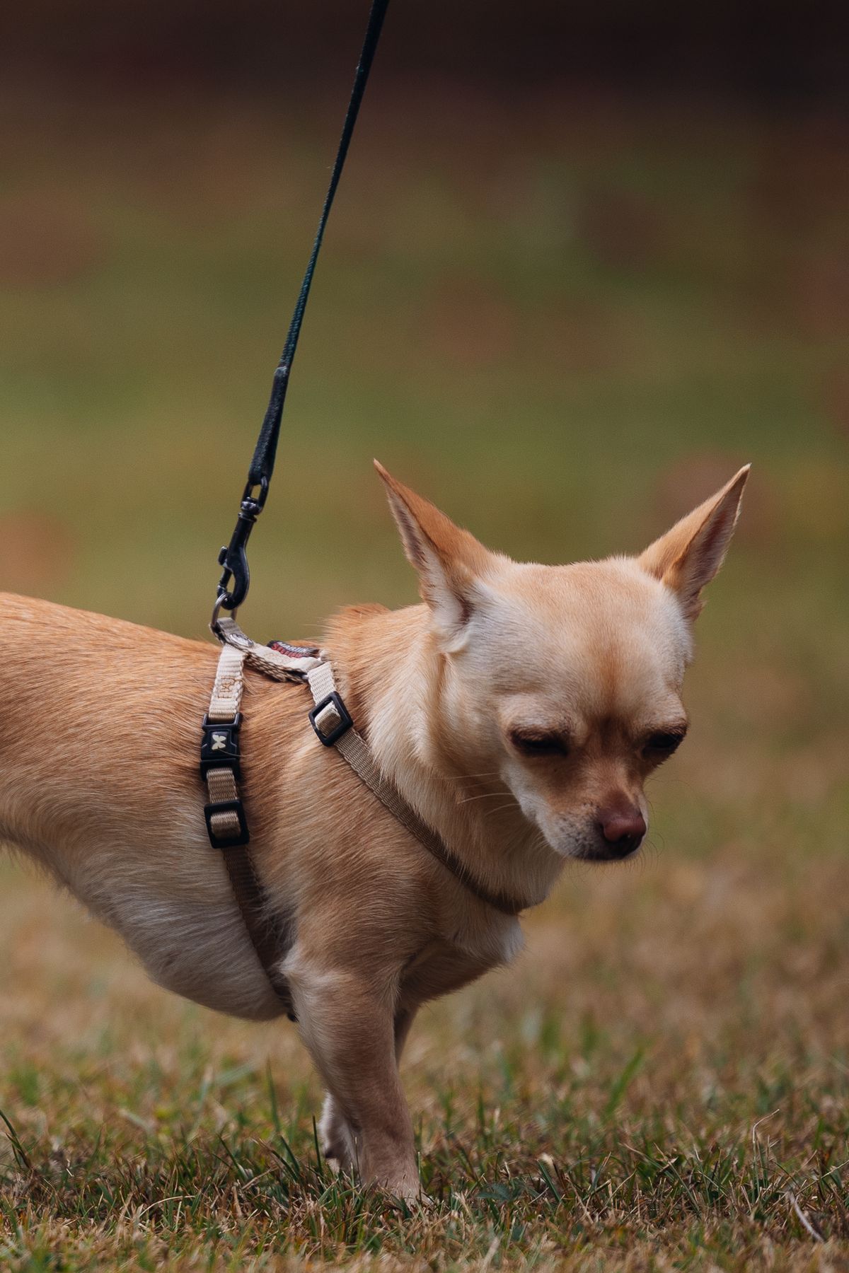 Dog kept on a short lead on grass to lower snake-bite risk on an Australian walk